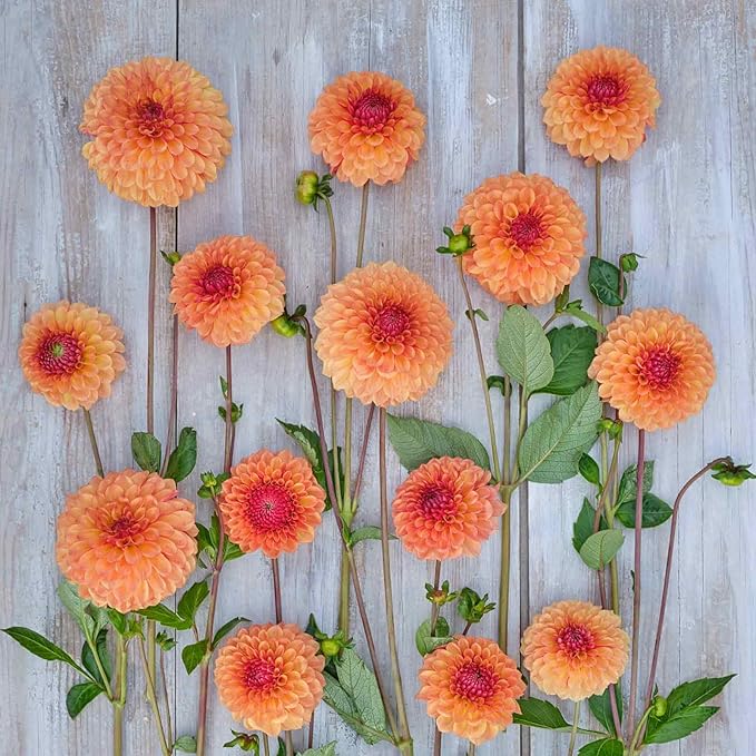 Eden Brothers Dahlia Bulbs (Ball) - Bonanza, Non-GMO Bulbs for Planting, 4 Bulbs | Low-Maintenance Flower Bulbs, Plant During Spring, Zones 8, 9, 10, 11