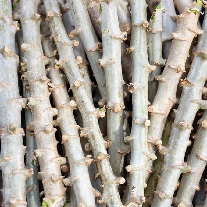 4 Sweet Yuca Cassava Cuttings, Manihot Yuca Cassava Cuttings, Cassava Root for Planting, 6 to 8 Inches Cassava for Planting, Cassava Root Plant
