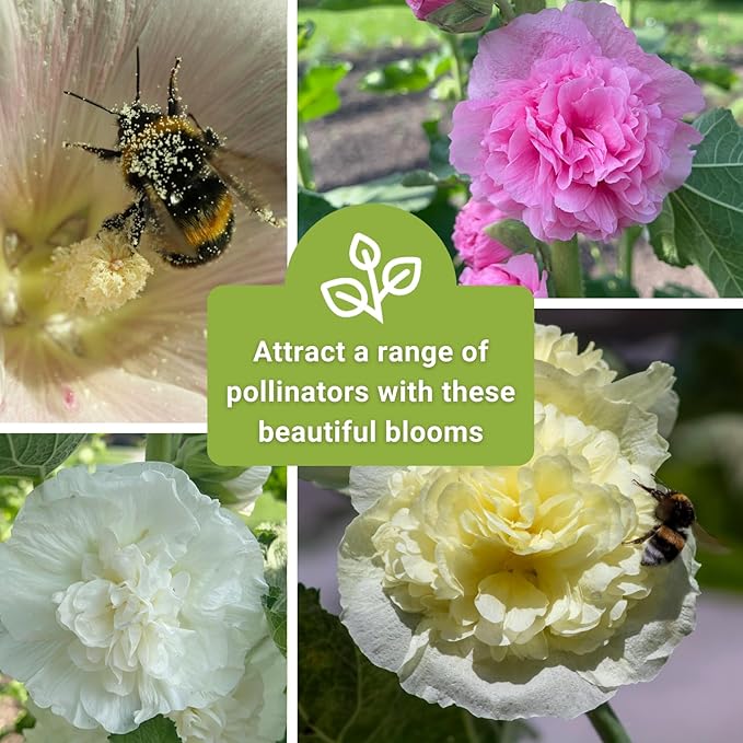 Sow Right Seeds - Double Flower Mixed Hollyhock Seeds for Planting - Non-GMO Heirloom Packet with Instructions to Plant an Outdoor Cottage Garden - Tall Ruffled Mix of Pink, Yellow, Red & White (2)