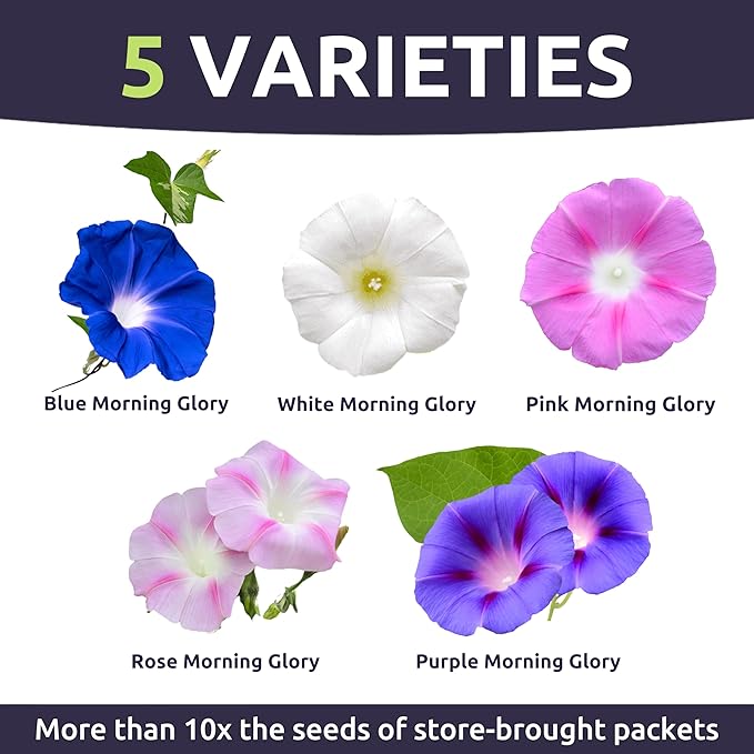Morning Glory Tall Mix - Large 1 Ounce Packet - 750 Flower Seeds for Planting - Ipomoea purpurea