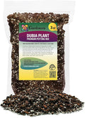 Monstera Dubia Plant Potting Soil - Expertly Crafted for Optimal Nutrient Absorption - 3 Quart