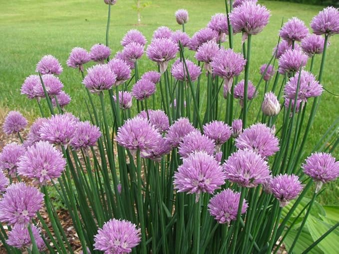 Seeds Chives Onion - Heirloom Vegetable - GMO Free