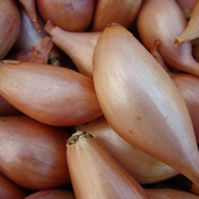 Park Seed Zebrune Shallot Seeds – Heirloom French Variety, Mild Sweet Flavor, Excellent Storage, High-Yield and Cold-Tolerant, Great for Spring Planting and Home Gardens – Pack of 200 Seeds
