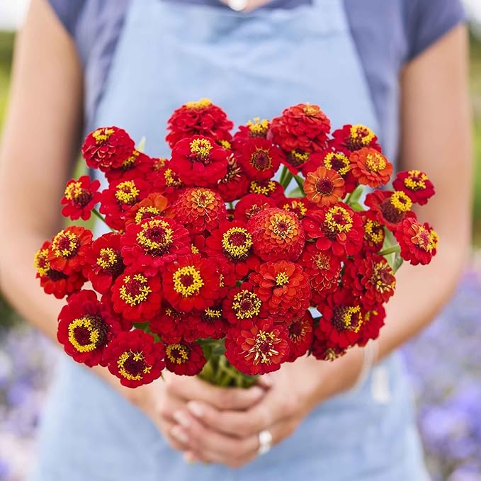 Eden Brothers Zinnia Seeds - Lilliput Redman, Non-GMO Seeds for Planting, 1 oz | Low-Maintenance Flower Seeds, Plant During Spring, Zones 3, 4, 5, 6, 7, 8, 9, 10