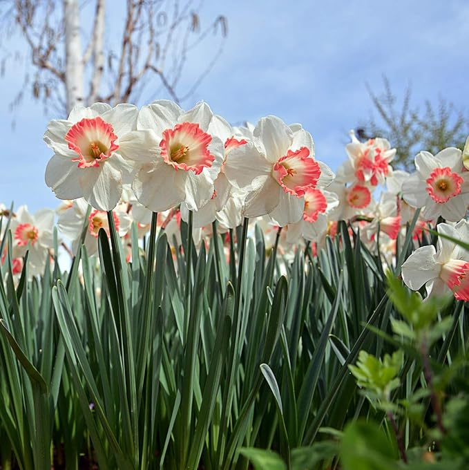 Pink Charm Daffodil Flowers - 12 Bulb Count - Pink and White Large Cup Narcissus - Easy to Grow Spring Blooming Perennials, Hardy Zones 3-8, Deer Resistant, Bee & Butterfly Attracting