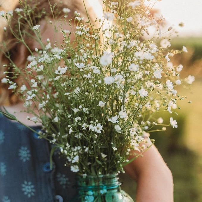 Covent Garden Baby's Breath - 250 Seeds - Easy & Fast to Grow Flower Variety, Great for Bouquets & Arrangements, Non-GMO Baby's Breath Seeds for Planting in The Home Garden, Thresh Seed Company