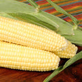 Bodacious R/M Hybrid Corn Garden Seed (Treated) - 1 Lb ~2,031 Seeds - Non-GMO, SE (Sugary Enhanced) Vegetable Gardening Seeds