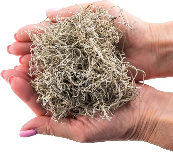 Gardenera Premium Natural Spanish Moss | Natural Preserved - Great Ground Cover - Filler for Potted Plants - 3 Quart Bag