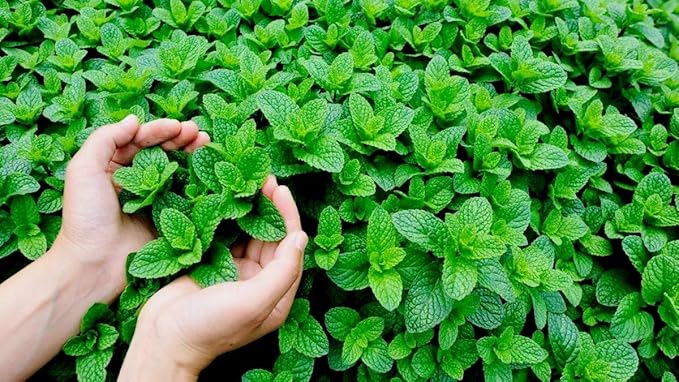 Peppermint Seeds for Planting Outdoors and Indoors 500+ Non-GMO Seeds for Herb Garden