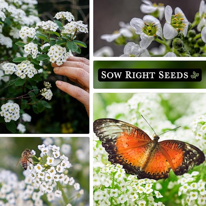 Sow Right Seeds - Sweet Alyssum White Carpet of Snow Flower Seeds for Planting - Non-GMO Heirloom Packet With Instructions to Plant in Your Garden - White Perennial - Groundcover With Blooms (2)