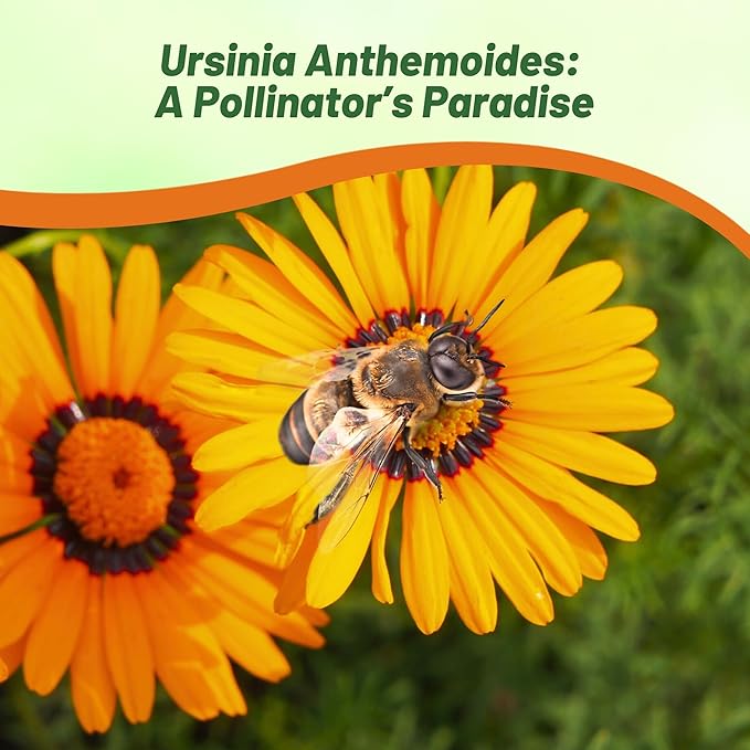 Outsidepride 2000 Seeds Annual Ursinia Anthemoides Orange Flower Seeds for Planting