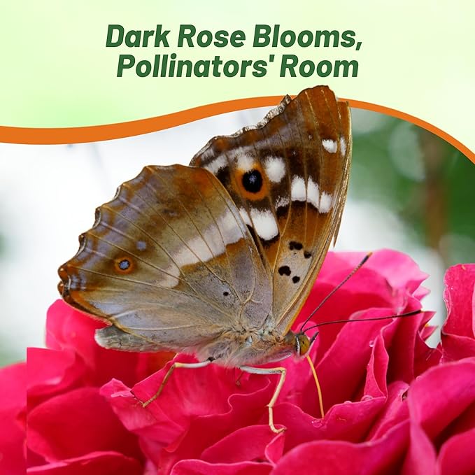 Outsidepride Dark Rose Limitless Begonia Seeds for Planting - 50 Pcs Perennial Flower Seeds with Large Blooms, Arching & Pendulous Growth Habit, for Containers, Hanging Baskets, or Landscape Plantings