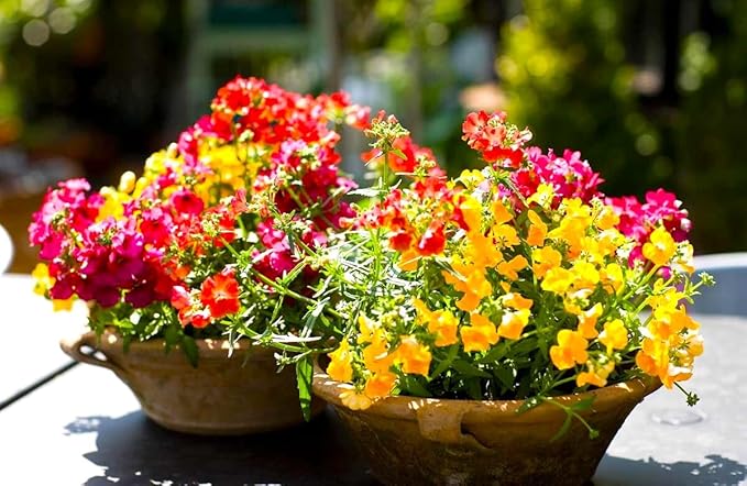 Seeds Nemesia Galaxy Seed Mix 450+ Seeds for Planting Annual Flowers