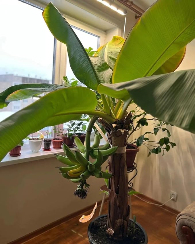 Seeds Ornamental Banana Tree - Tree for Planting - GMO Free