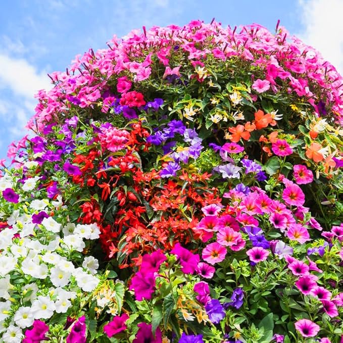 Dwarf Petunia Seeds for Planting, 203+pcs Perennial Petunias Flowers Seeds for Planting Open Pollinated Plant Seeds, Non-GMO Heirloom Annual Beauty Home Garden Flowers in Outdoors