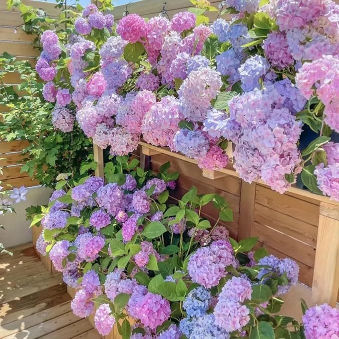 50Pcs Mixed Hydrangea Flower Seeds – Colorful Hortensia Garden Seeds for Planting – Easy to Grow Mophead Perennial Plants for Home Garden, Patio, Yard, and Landscaping Decoration