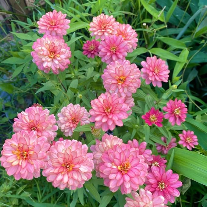 Dwarf Zinnia Seeds for Planting, 50+pcs Rare Perennial Zinnia Flower Seeds Plants, Non-GMO Heirloom Fragrant Beauty Flowers Plants Home Garden for Outdoors