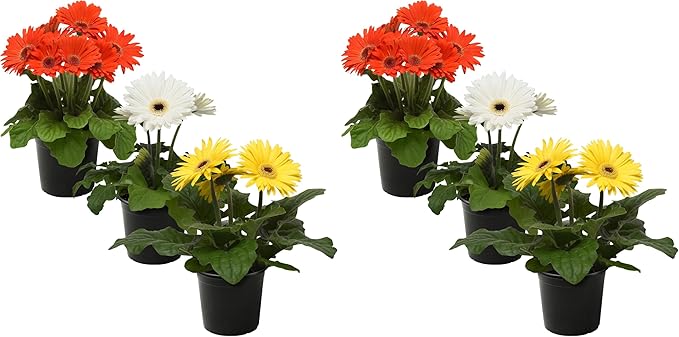 Live Gerbera Daisies - Assorted Colors (3 Plants Per Pack) - Beautiful Spring Flowers - 12" Tall by 5" Wide in 1 Qt Pot (Pack of 2)