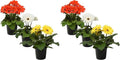 Live Gerbera Daisies - Assorted Colors (3 Plants Per Pack) - Beautiful Spring Flowers - 12" Tall by 5" Wide in 1 Qt Pot (Pack of 2)