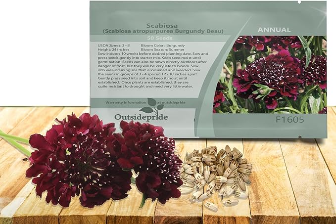 Outsidepride Burgundy Beau Scabiosa Seeds - 100 Pcs Perennial Pincushion Flower Seeds That Attract Pollinators, Upright & Neat Growth Habit for Small Gardens, Borders, Containers, & Xeriscaping