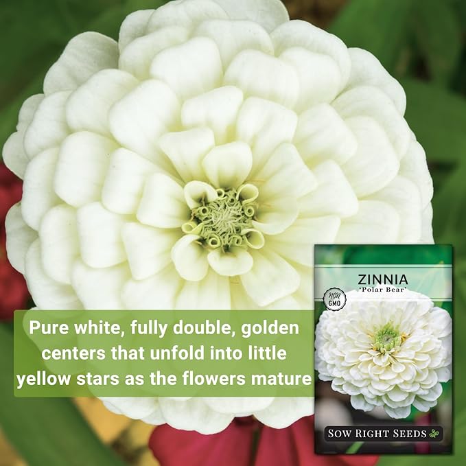 Sow Right Seeds - Zinnia Polar Bear Flower Seeds for Planting - Beautiful Flowers to Plant in Your Home Garden - Non-GMO Heirloom Packet - White Blooms Attract Pollinators - Cut and Come Again (3)