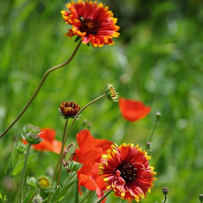Mixrug Mix Blanket Flower Seeds for Planting, 300pcs Blanket Gaillardia Perennial Flower Seeds Non-GMO Heirloom Rare Plants, Beauty Home Garden for Outdoors