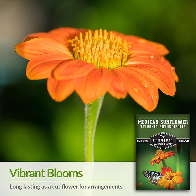 Mexican Sunflower Seeds for Planting – Tall Orange Tithonia Rotundifolia Pollinator Flower, Heirloom Non GMO Annual Flower Seed to Plant - Survival Garden Seeds (1 Pack)