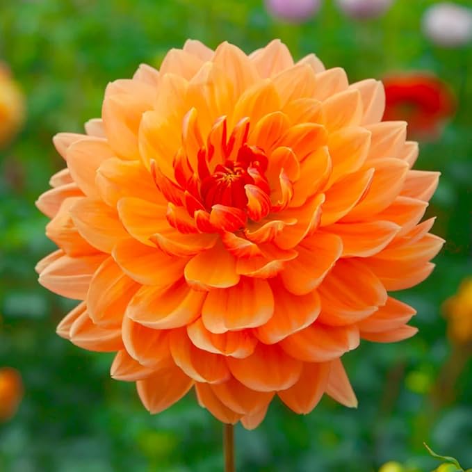 350pcs Mixed Dahlia Flower Seeds for Planting- Non-GMO Heirloom, Multi-Color Pompon Blooms Attract Pollinators, Rapid Outdoor Landscaping