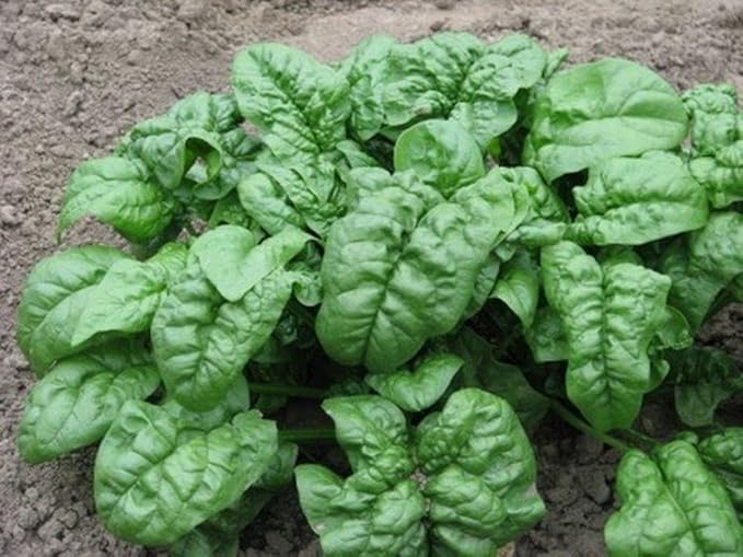 Seeds Vegetable Four Season Spinach Giant - 300 Seeds