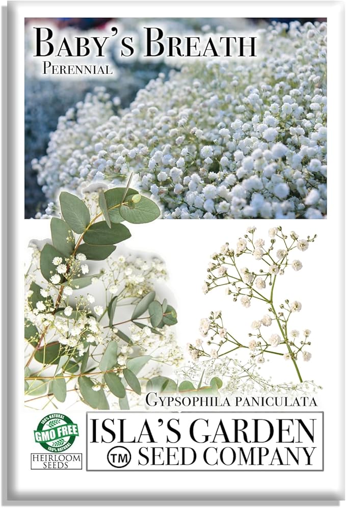 Perennial Baby’s Breath Seeds (Gypsophila) – 500+ Heirloom Non-GMO Seeds by Isla’s Garden Seeds, Delicate White Blooms, Perfect for Cut Flowers, Borders & Cottage Gardens