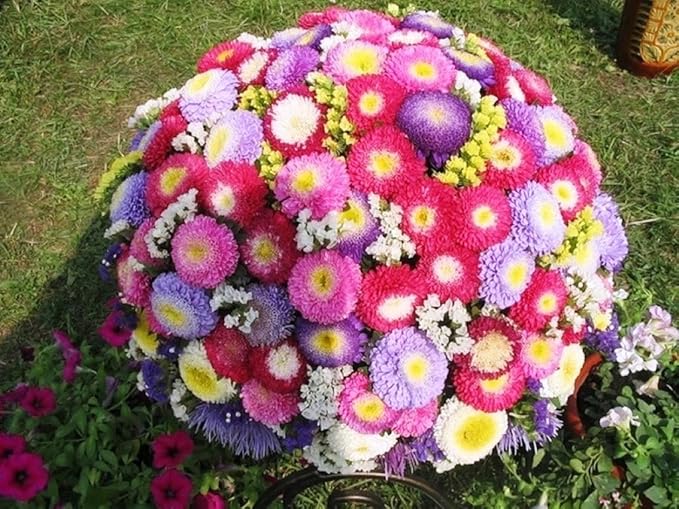 Aster Pompon Garden Mix Seeds – Callistephus Chinensis | Vibrant Double Blooms | Annual Cut Flower for Garden & Bouquets