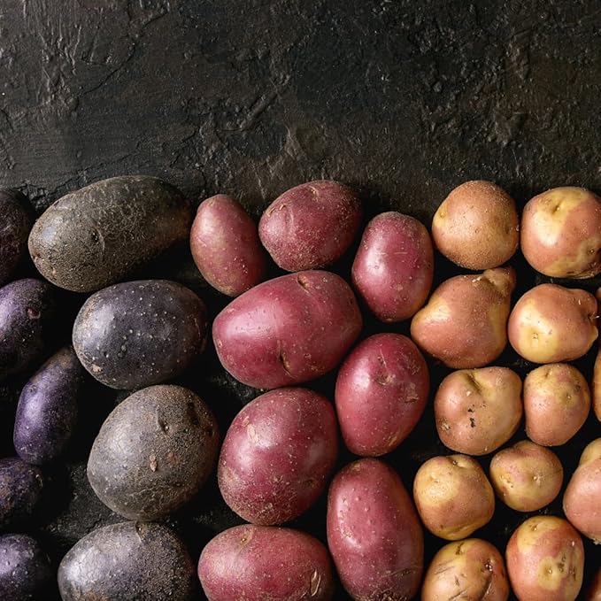 2 Lbs Mixed Potato Tubers High Yielding for Outdoor Planting,Vegetables Potatoes Plants Bulbs Seeds, Heirloom Seed Potato Live Tuber: Purple, Yellow, Red