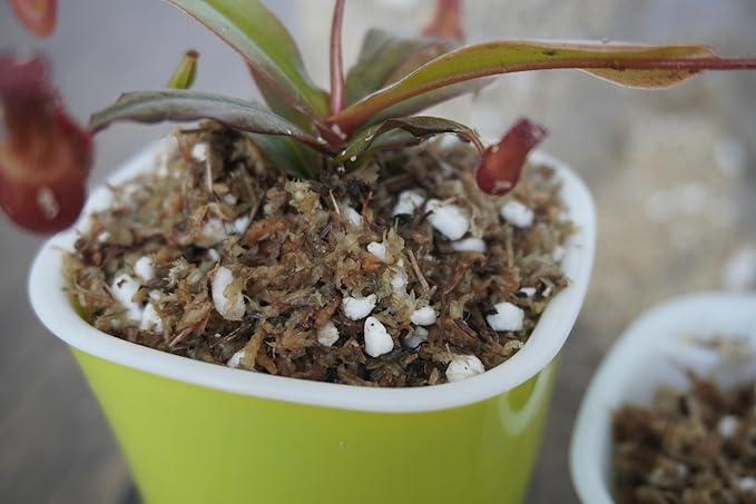 2 Qts Carnivorous Plant Soil Mix, Great Potting Soil for Venus Fly Trap Live Plant, Pitcher Plants, Sundews and Butterworts