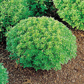 Park Seed Basil Herb Plant Seeds, Easy to Grow, Variety of Colors, Spring Garden, Minette, Pack of 400