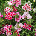 Godetia, Farewell to Spring Wildflowers - !0,000 Seeds