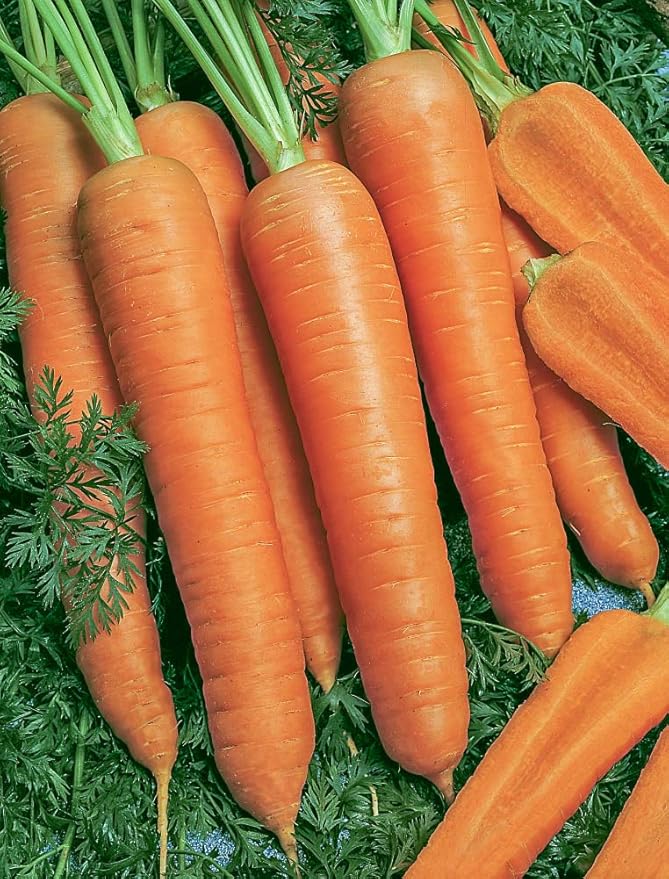 Carrot Napoli Hybrid Pkt - Approx. 500 Seeds per Pack