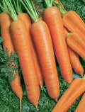 Carrot Napoli Hybrid Pkt - Approx. 500 Seeds per Pack
