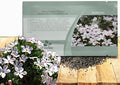Outsidepride Mountain Phlox Seeds - 5000 Pcs. Annual, Compact & Self-Seeding Flower Seeds for Planting Vibrant White-Lavender Blooms in Pollinator Gardens, Borders, Containers & Floral Arrangements