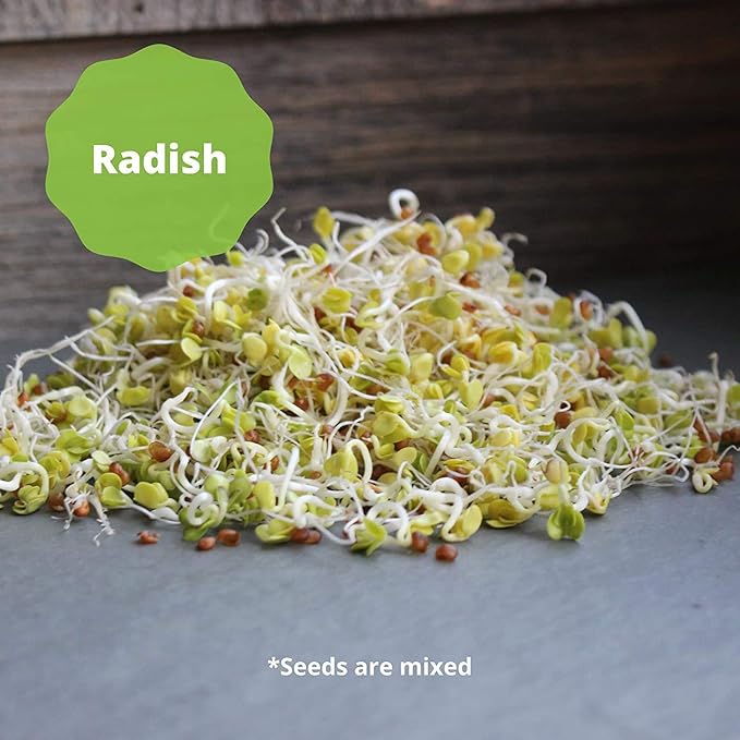 Handy Pantry Organic Salad Sprouting & Microgreens Mix – 8 Oz – Non-GMO, High-Germination Blend of Alfalfa, Broccoli, Lentil, Mung Bean & Radish Seed – Fresh, Crisp Sprouts & Nutritious Micro Green