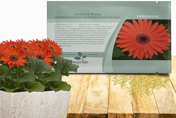 Outsidepride Pastel Orange Gerbera Seeds - 10 Pcs Perennial, Compact & Low Maintenance, Flower Seeds for Planting w/Vibrant Orange Blooms, Ideal for Garden Landscaping & Cut Flower Arrangements