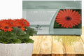Outsidepride Pastel Orange Gerbera Seeds - 10 Pcs Perennial, Compact & Low Maintenance, Flower Seeds for Planting w/Vibrant Orange Blooms, Ideal for Garden Landscaping & Cut Flower Arrangements