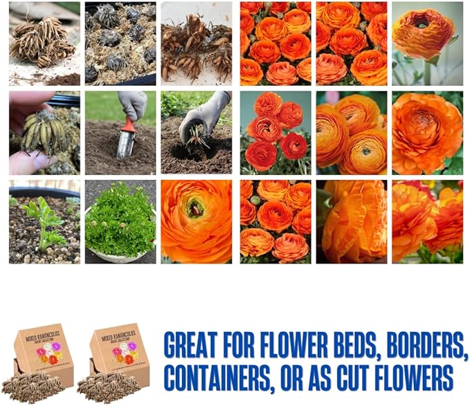 Pack 25 Ranunculus Bulbs for Planting, Orange Ranunculus Corms, Butterfly Ranunculus Flowers Bulbs to Grow, Peony Buttercup Ranunculus