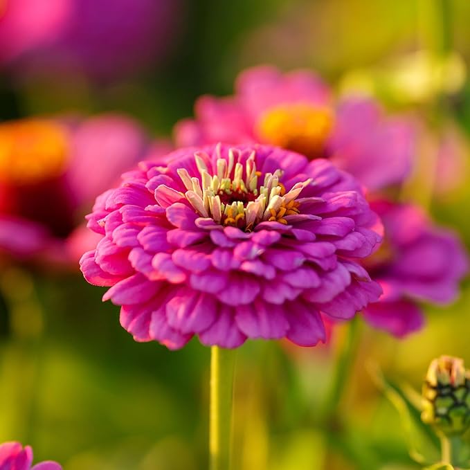 Eden Brothers Zinnia Seeds - Violet Queen, Non-GMO Seeds for Planting, Packet | Low-Maintenance Flower Seeds, Plant During Spring, Zones 3, 4, 5, 6, 7, 8, 9, 10