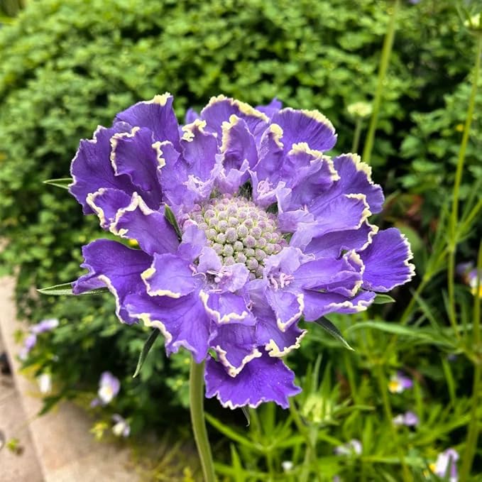Pincushion Flower Seed for Planting, 300+ Scabiosa Seeds, Perennial Flower Plants, Non-GMO Heirloom Scabiosa Seed for Home Garden