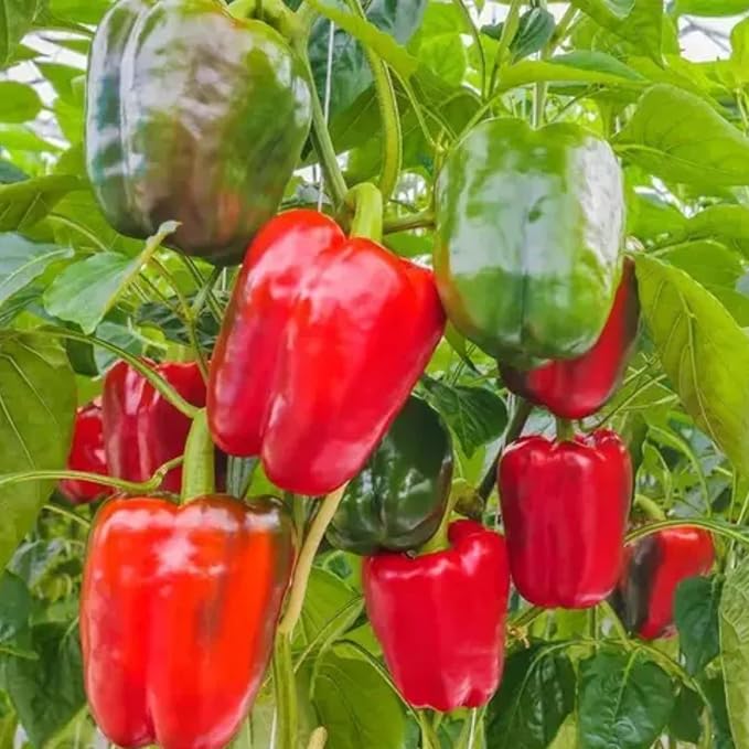 200 Bell Pepper Seeds for Planting, Big Red Sweet Pepper Seeds Indoor Outdoor Vegetable