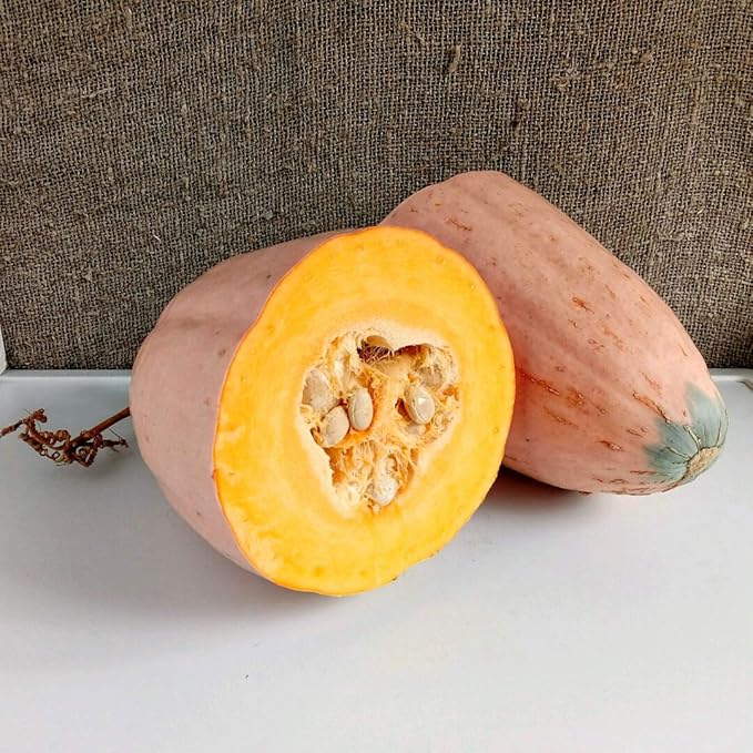 Seeds Vegetable Pumpkin Pink Banana (Cucurbita Maxima) - 10 Seeds