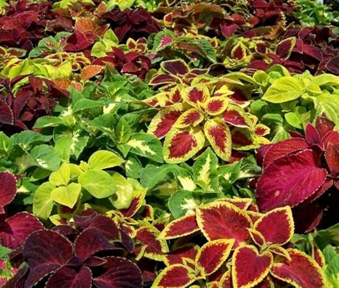 Seeds Coleus Variety Mix/Annual Flowers