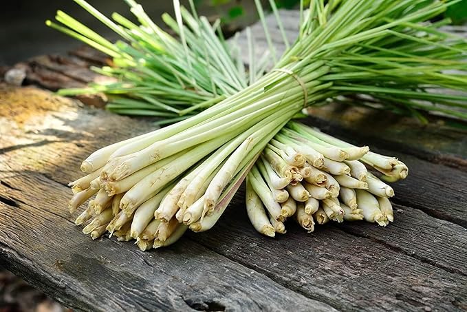 Seeds Lemongrass - Cymbopogon - Heirloom Herb - GMO Free