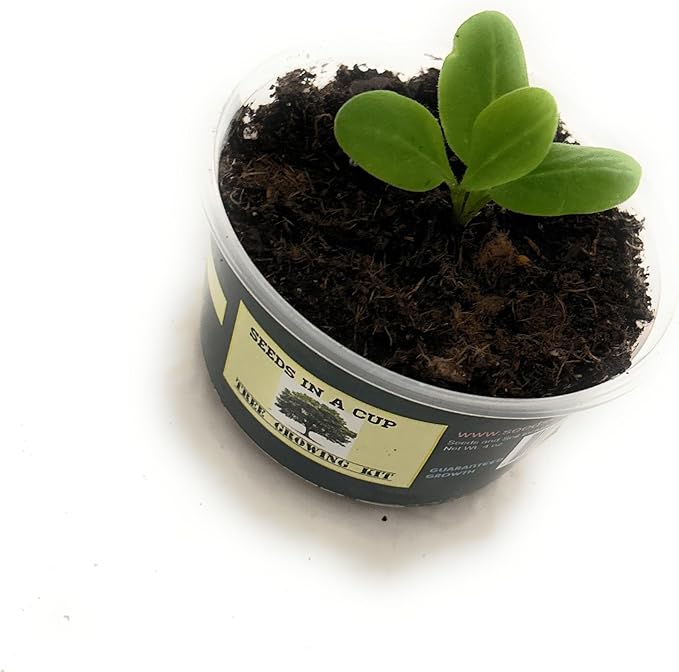 Seeds In A Cup - Plant Growing Kit-: Vegetable and Herb Growing Kit (Arugula)
