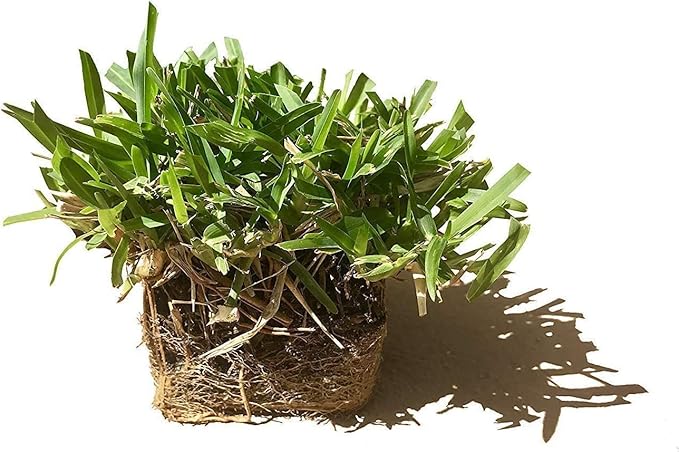 St. Augustine 'Seville' Sod - 9 Live Plugs - Drought, Salt & Shade Tolerant Turf Grass